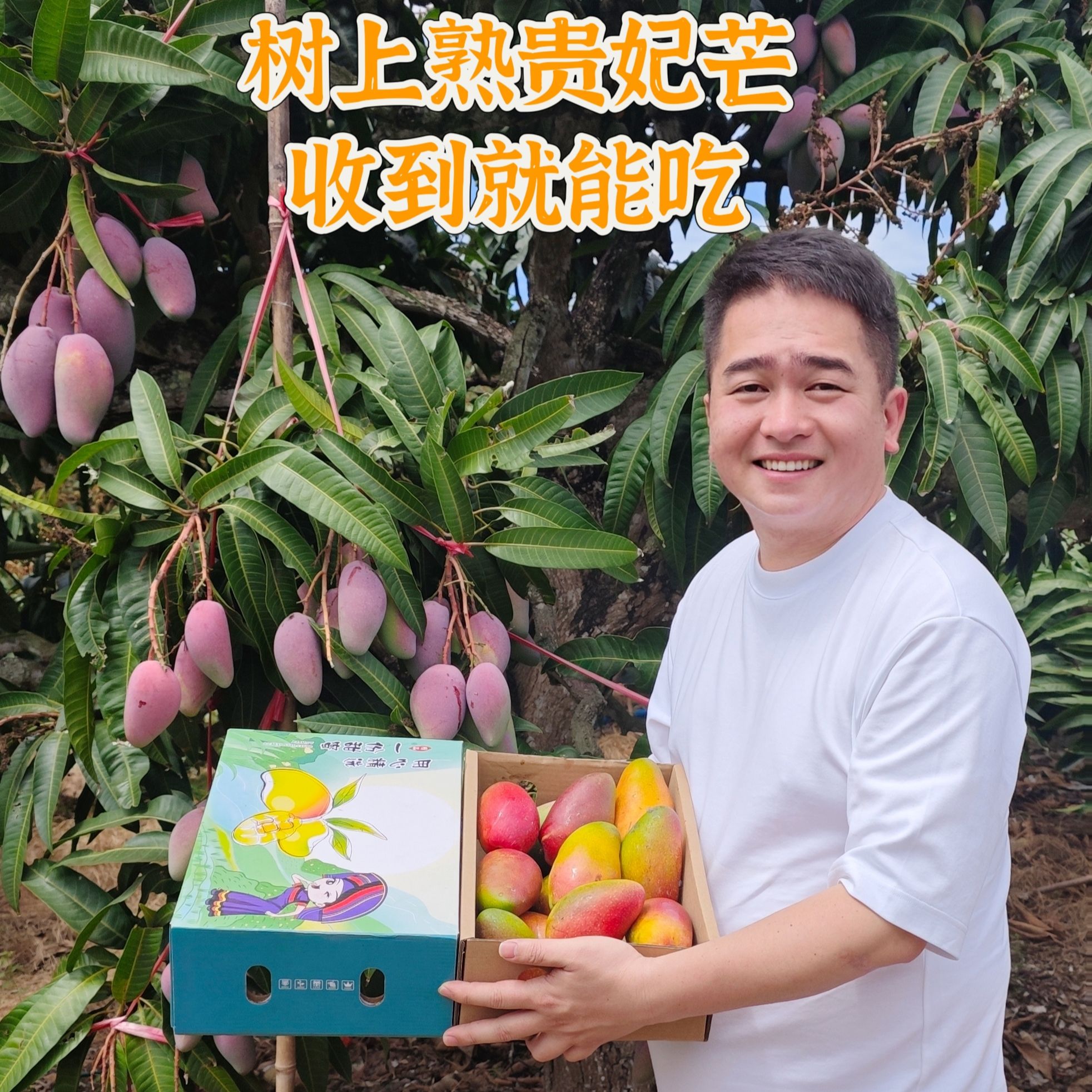 【富贵甄选顺丰包邮】礼盒装海南树上熟贵妃芒收到就能吃【贵州省内次日达】