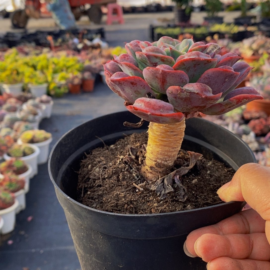 雨滴单头两盆多肉