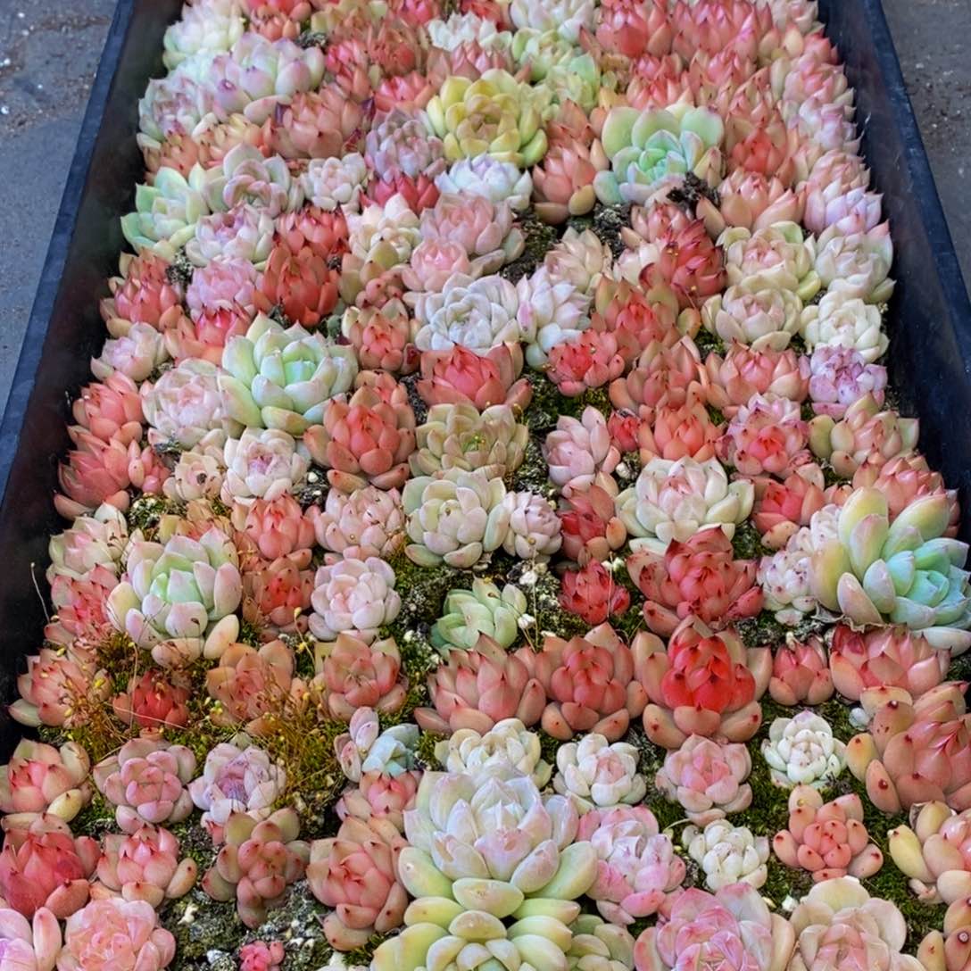 786的人生态度是一个人