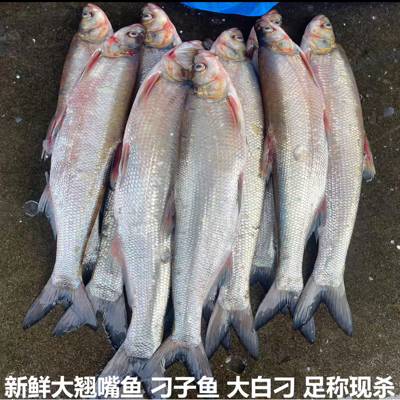 东北冷水野生白鱼（翘嘴鱼）10斤