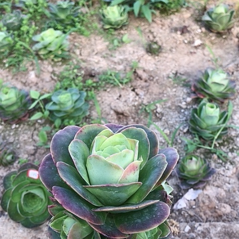 帕尔玛玫瑰一棵25