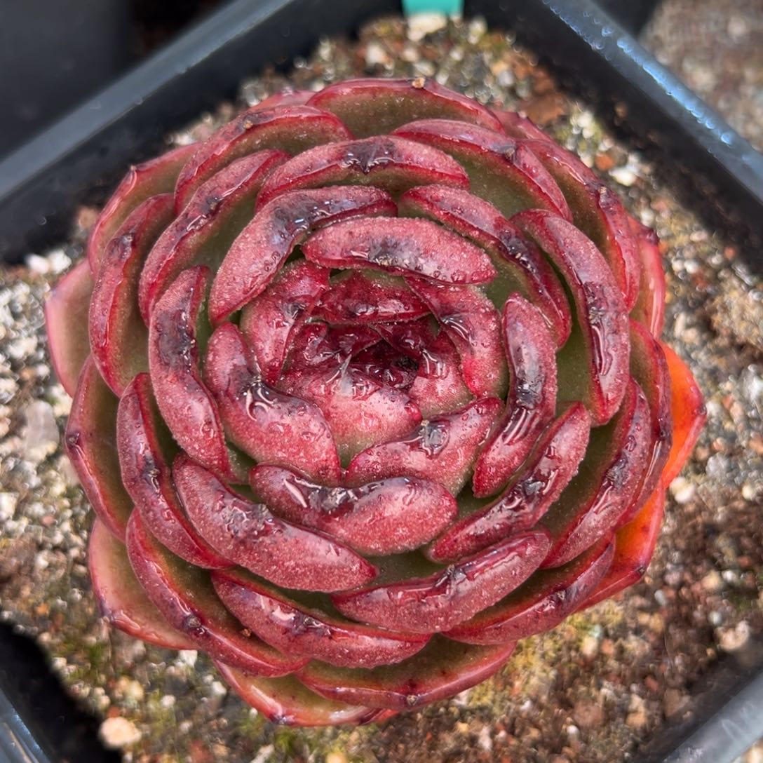 多肉一物一拍0304-73