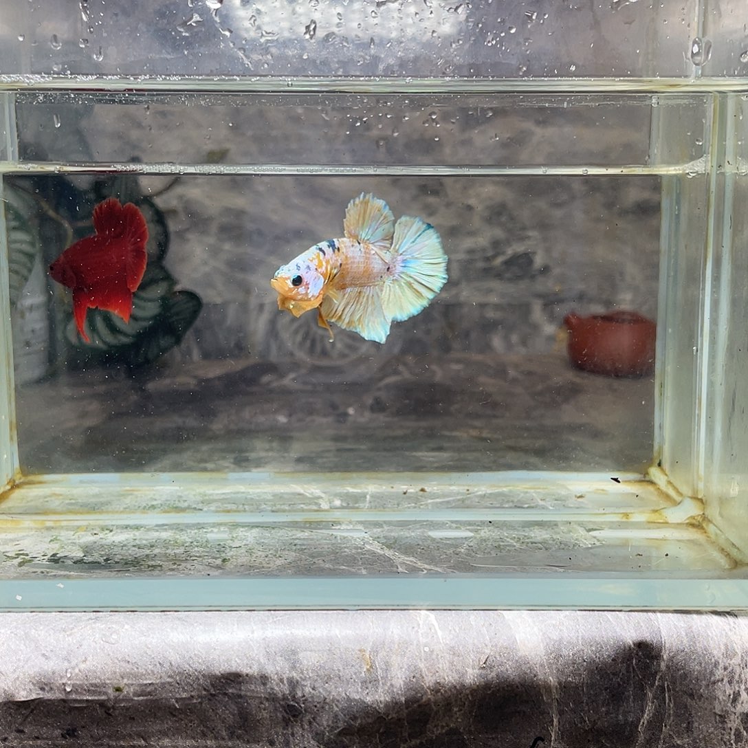 海水鱼育平斗鱼泰国斗鱼