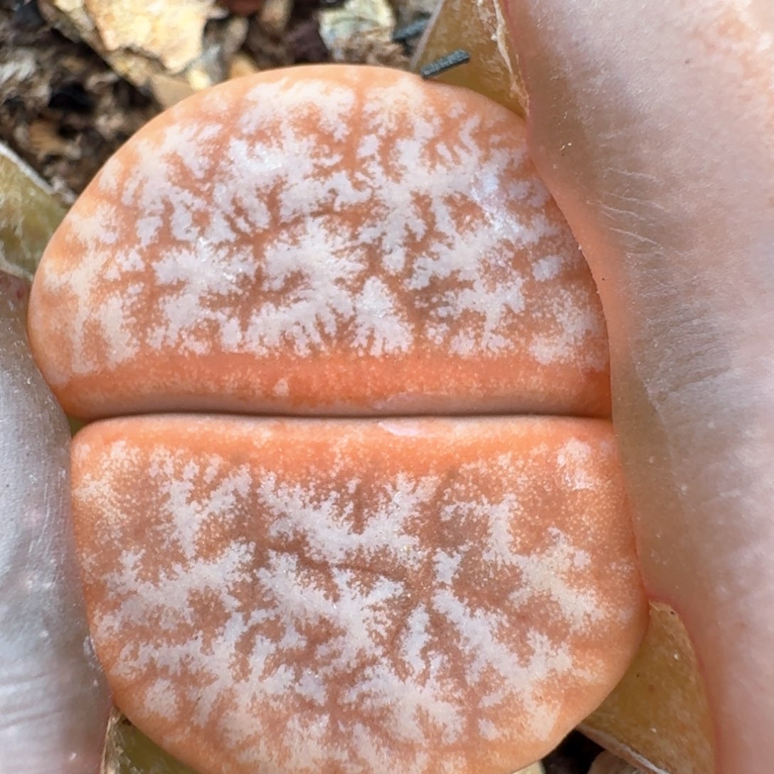 400带盆土发货拿铁0000000