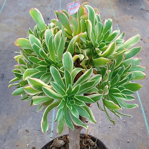 705艳日伞多肉植物