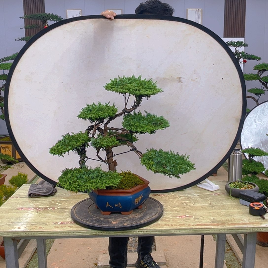 盆景龙爪松造型盆景