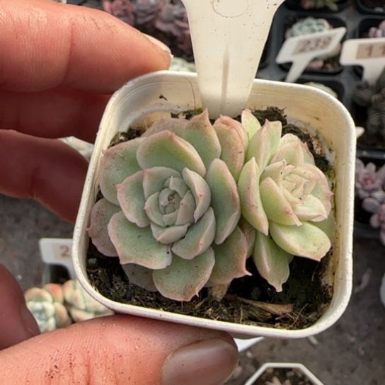 235水晶虾饺多肉植物多