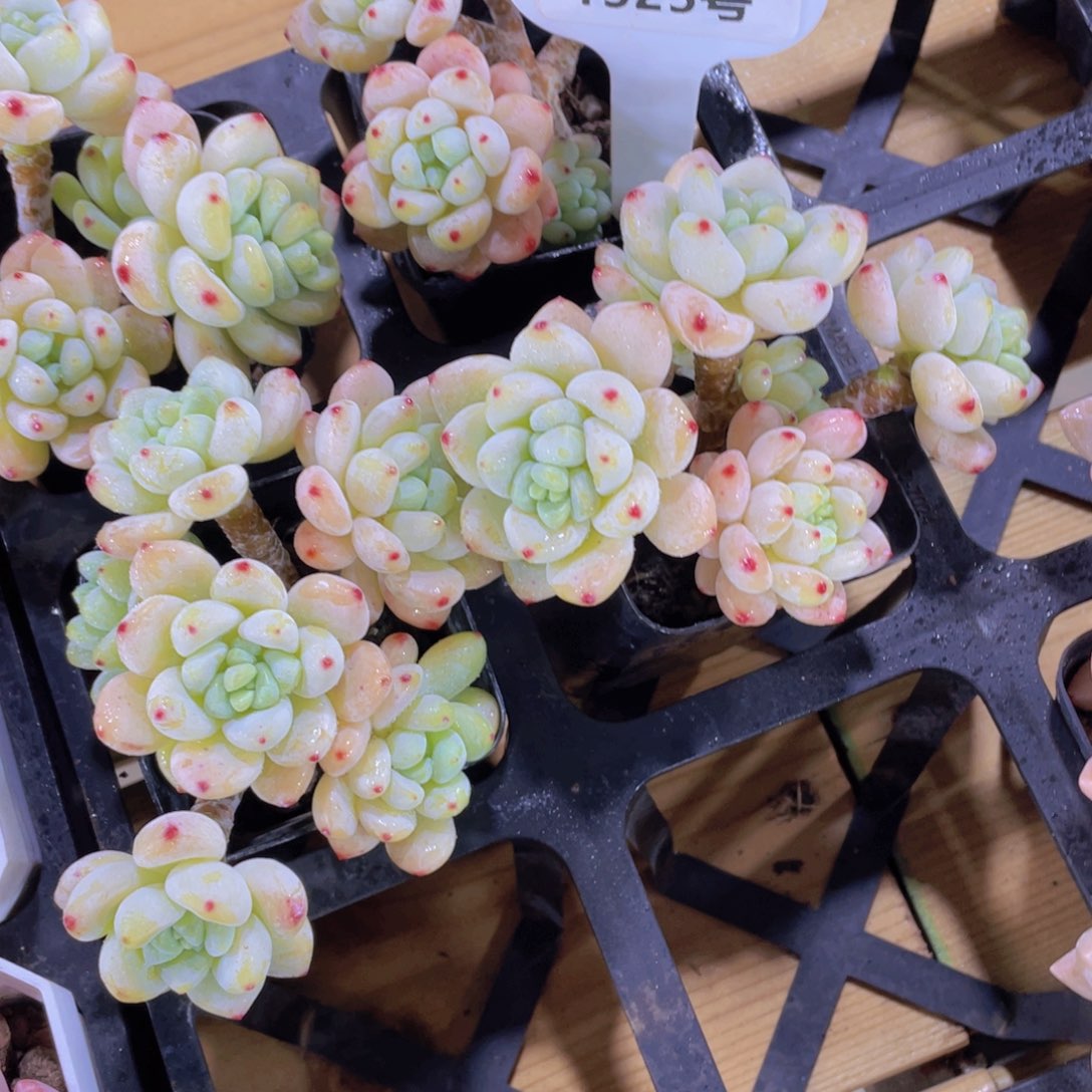 1525号 老桩冰透洛罗琦劳尔一颗