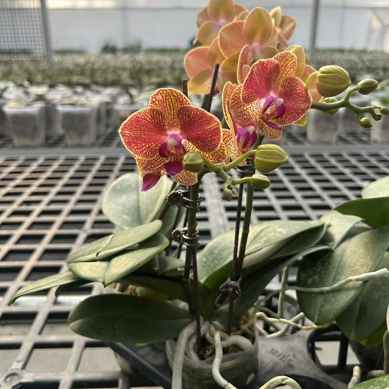 元宝  金色系精品高端蝴蝶兰  好养活 花期长 可多年反复开花