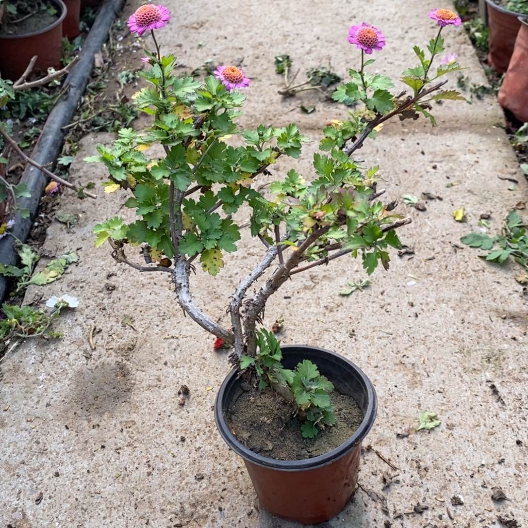 人***️无花朵盆景盆景盆景20