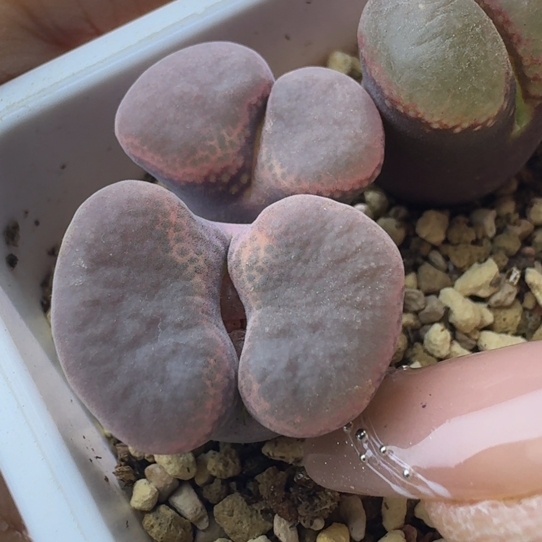 30号c10同属一物一拍双头大年份