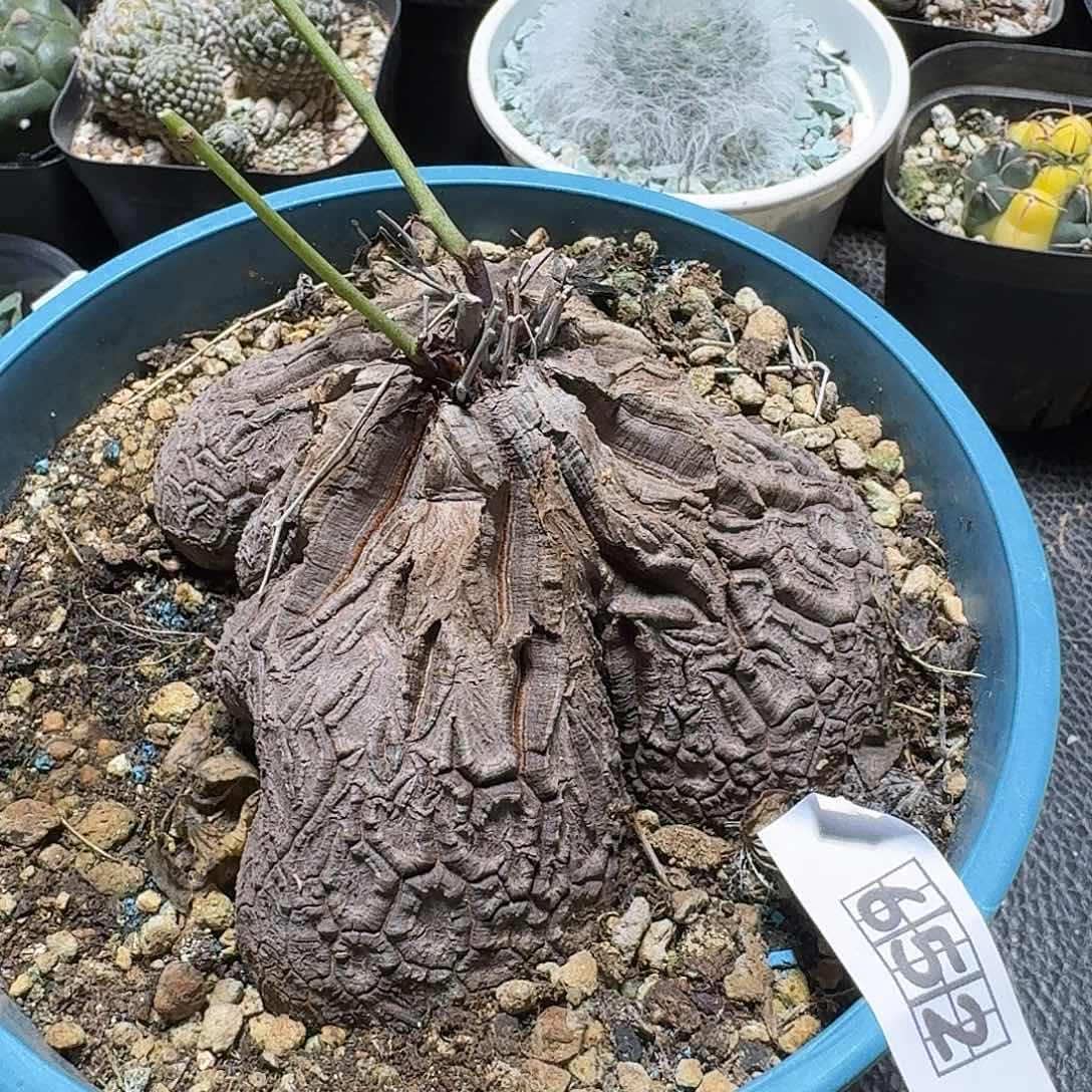 652象足龟甲龙带盆