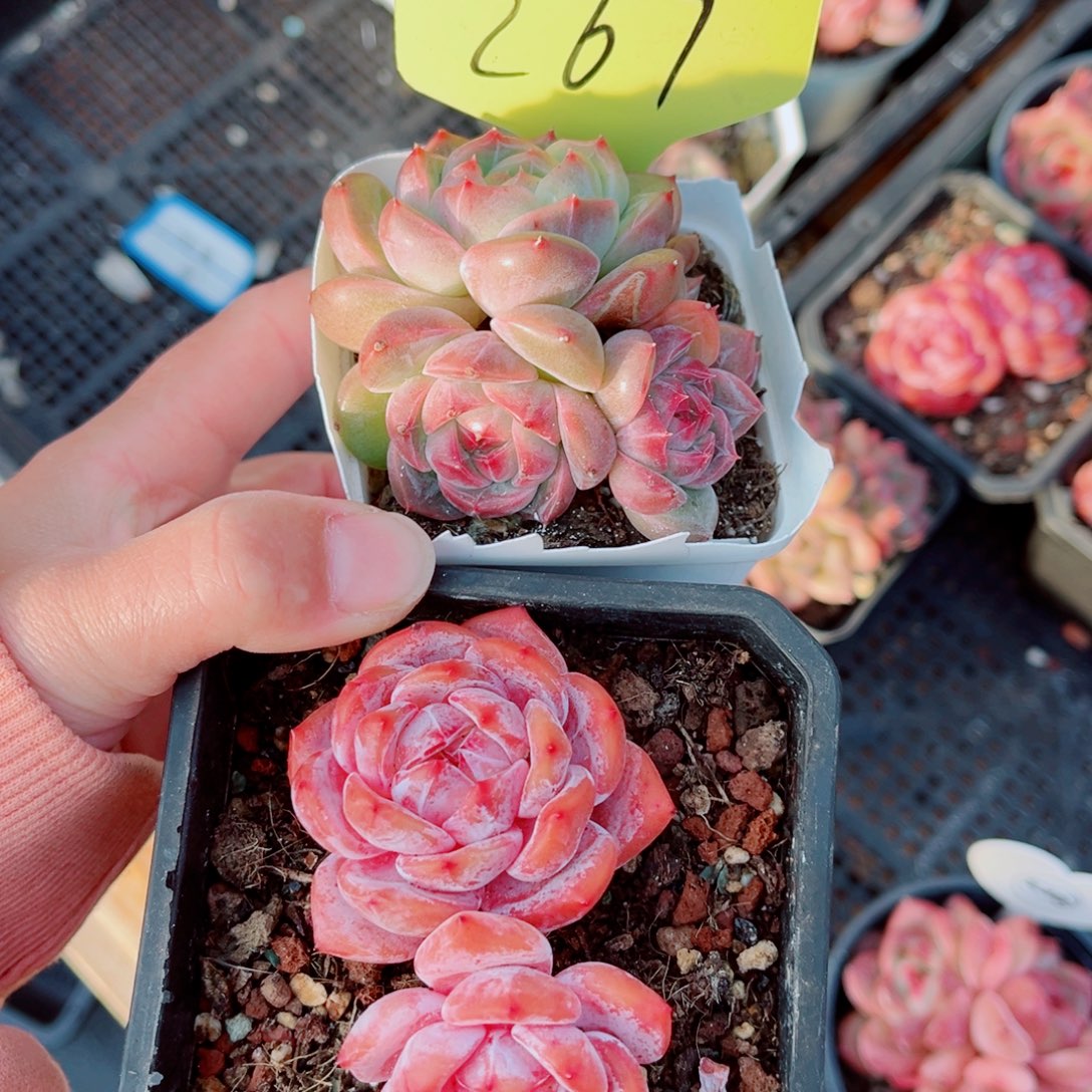 昱***语267号小老桩珍妮群