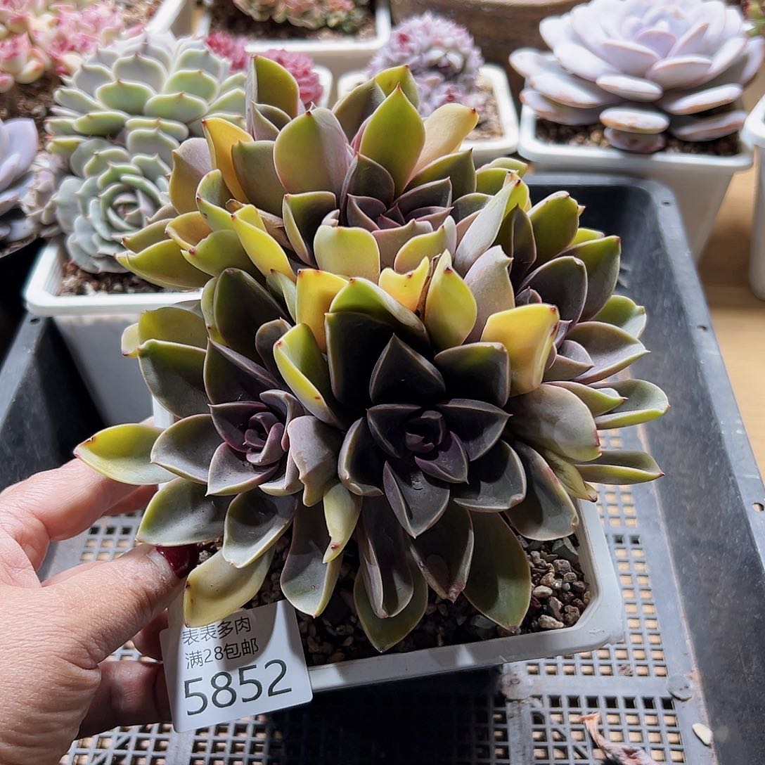 9号我们的确是一个5852