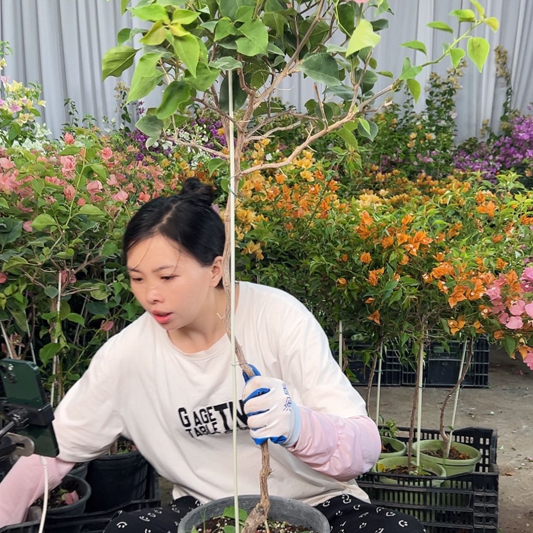 心***成大部分花苞少量开放L84不甜