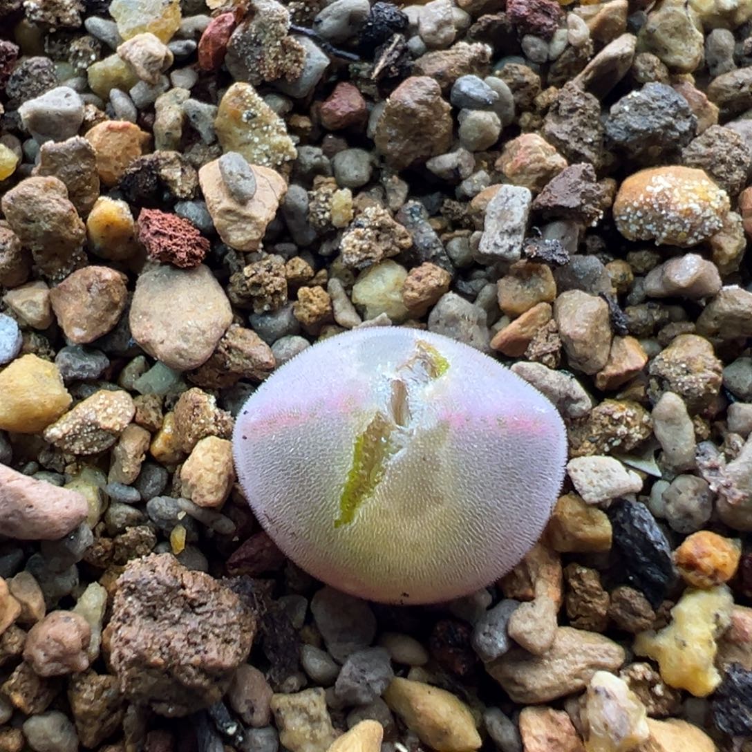 49多肉单头优选猫耳空蝉一棵特