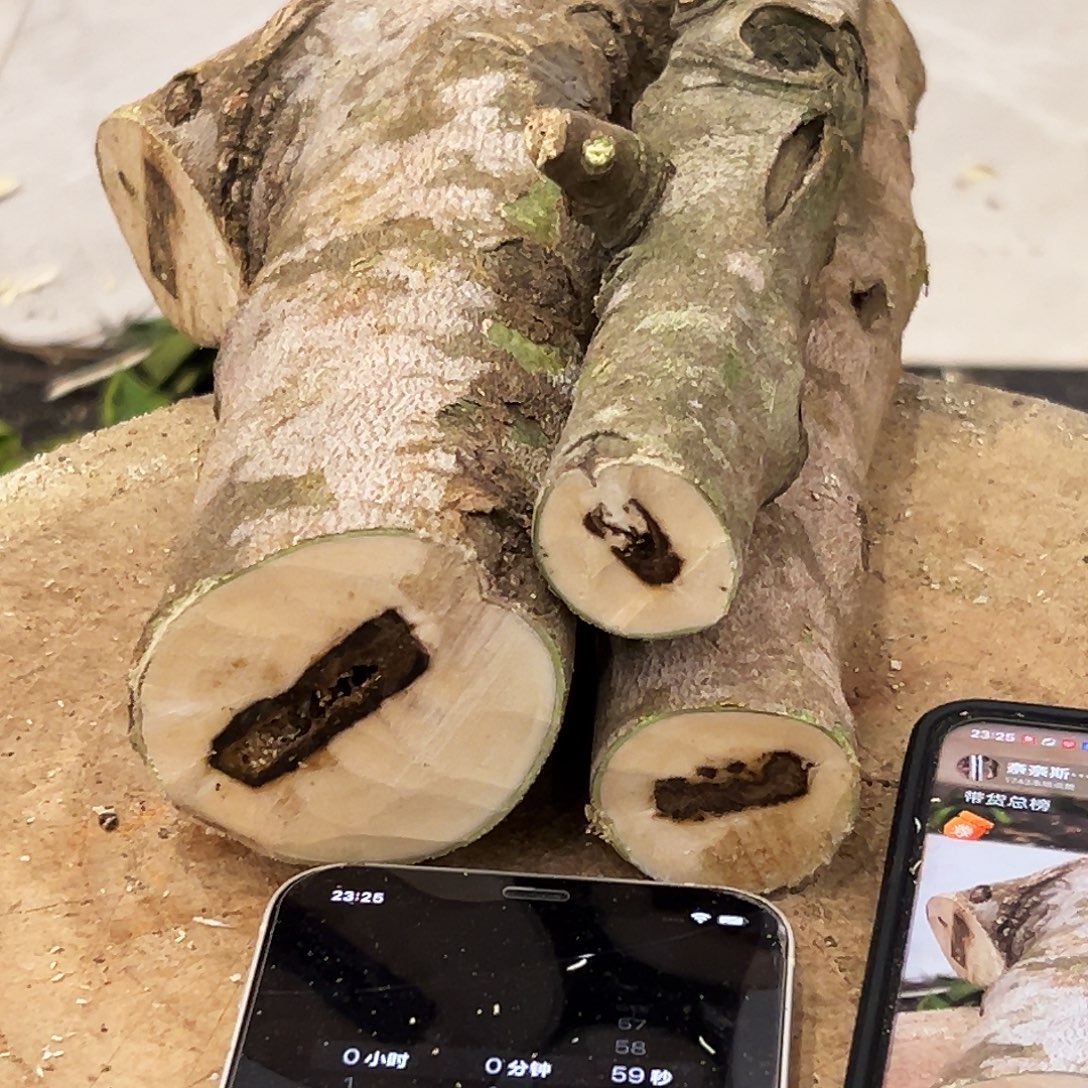 奇楠沉香原木原材料