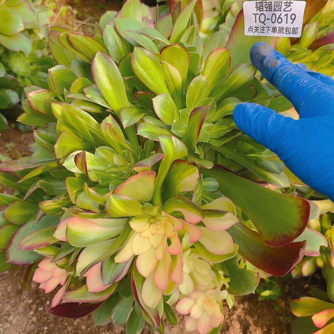 绍七彩砍头群多肉植物三号619