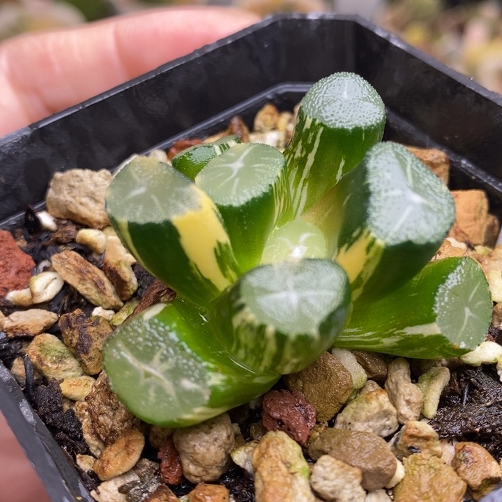 276号玉龙万象锦带盆