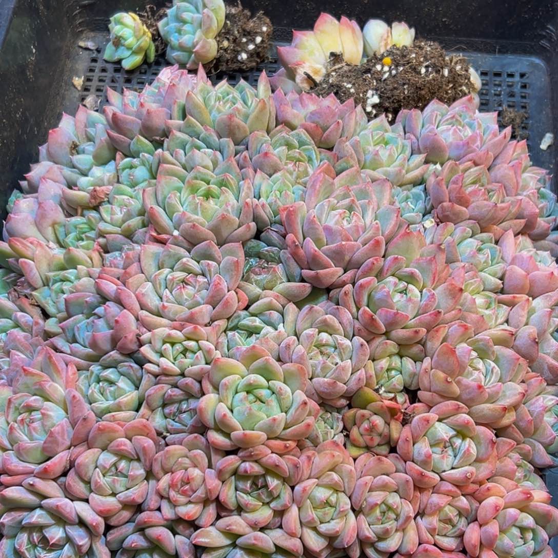 m***i091点的点点滴滴嘀嘀打车