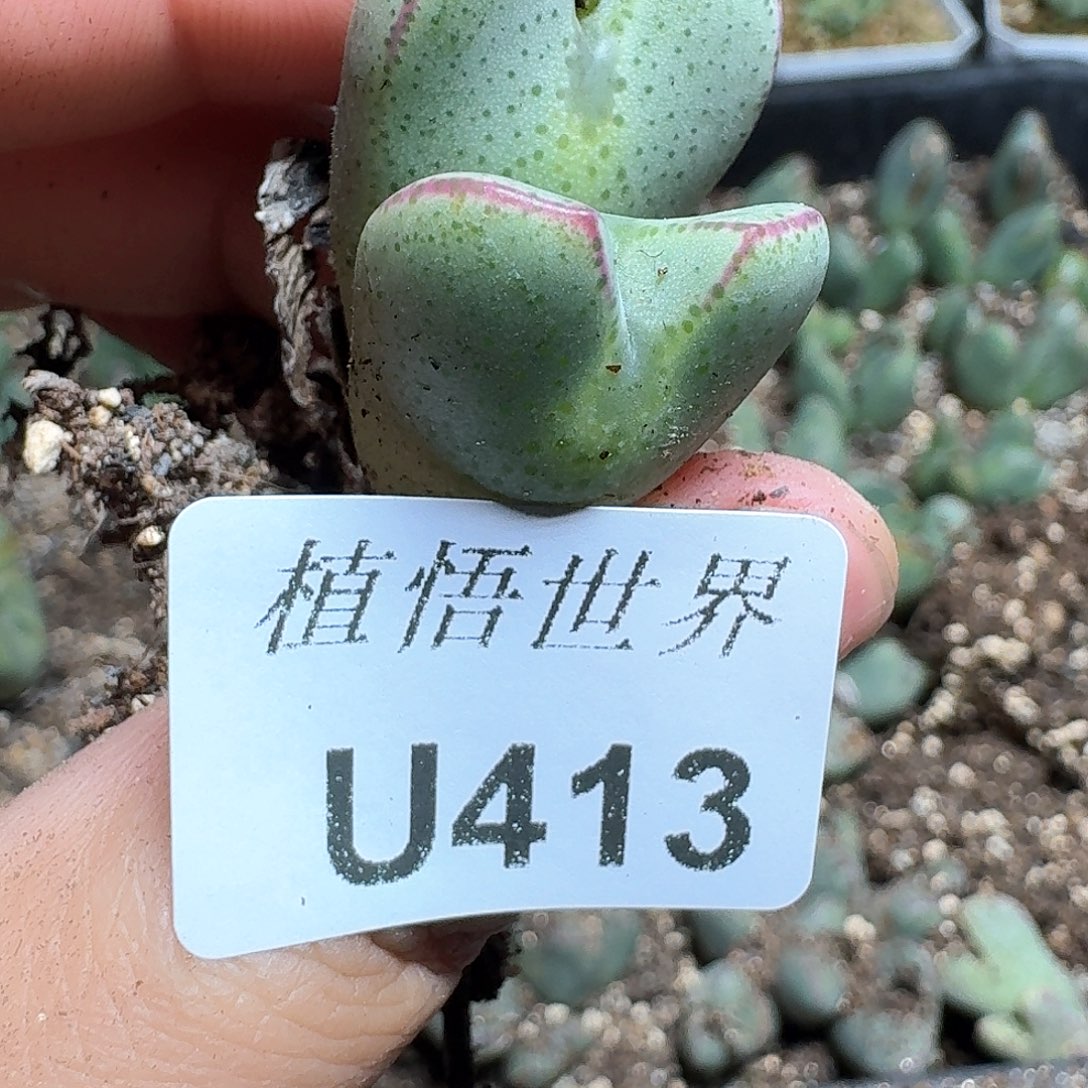 413号多肉植物哇f g