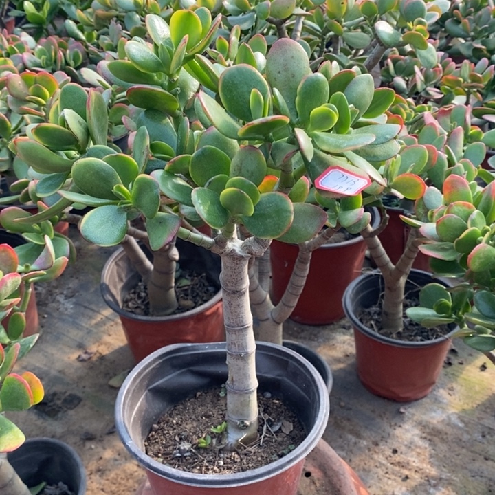 ~***桃黄金花月一物一拍