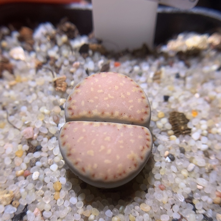 精品生石花113.519