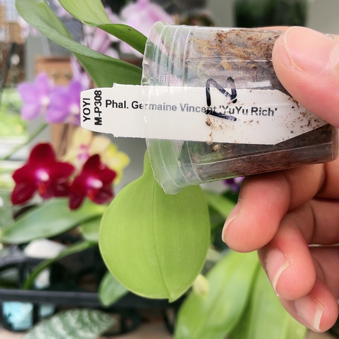 当前无花栽培后可以开花鱼鱼分生