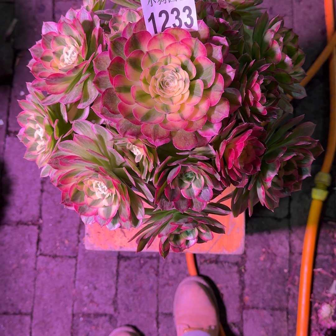 小***子海王多肉植物1233