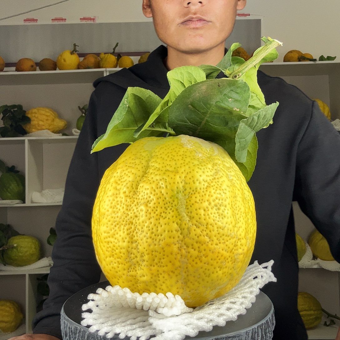 ꧔***꧔香水柠檬云南高山大香橼