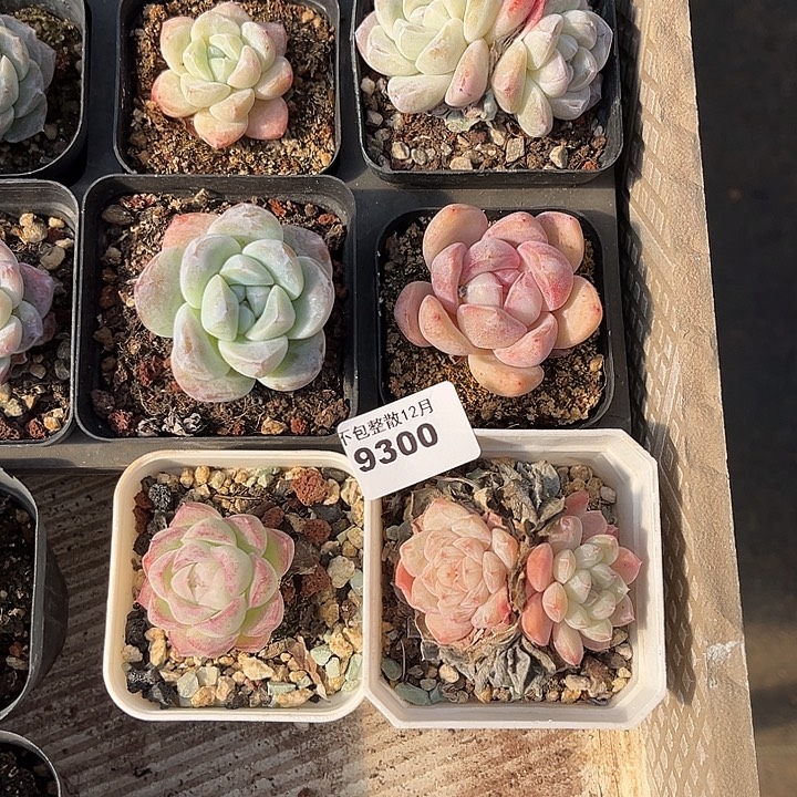 阿雅园艺。        9300