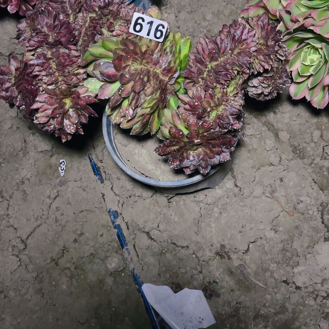 法师法师15—25包邮法师