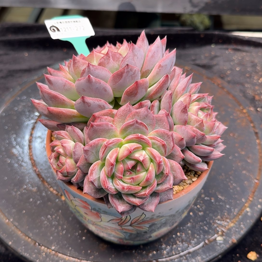 从前慢多肉精选编号1211.272