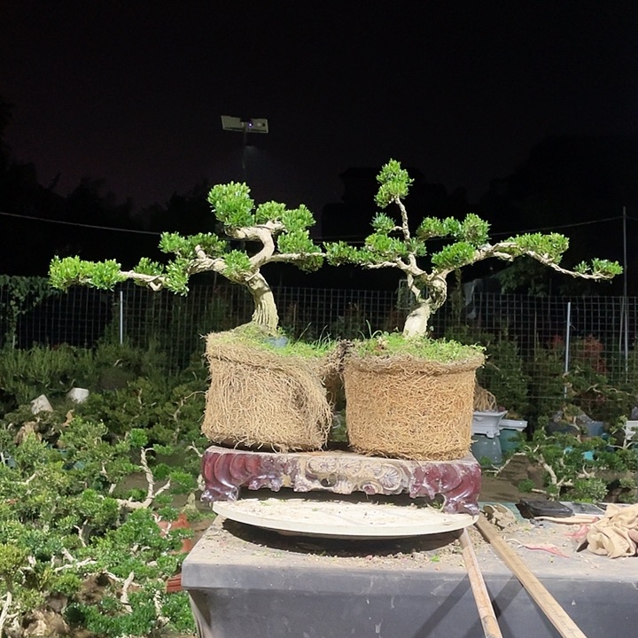 完全开放摇*摇黄杨盆景园林植物