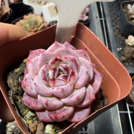 106 一物一拍多肉