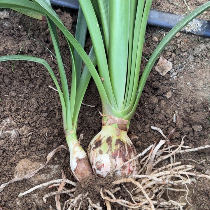 无花朵李***亮安吉拉包对版2882