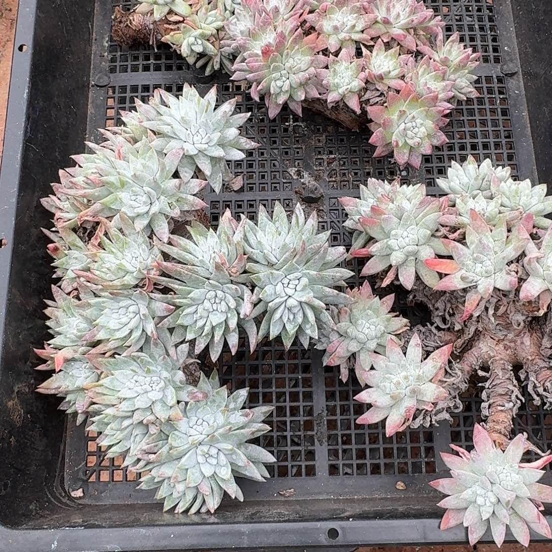 g***1多肉植物仙女杯A221