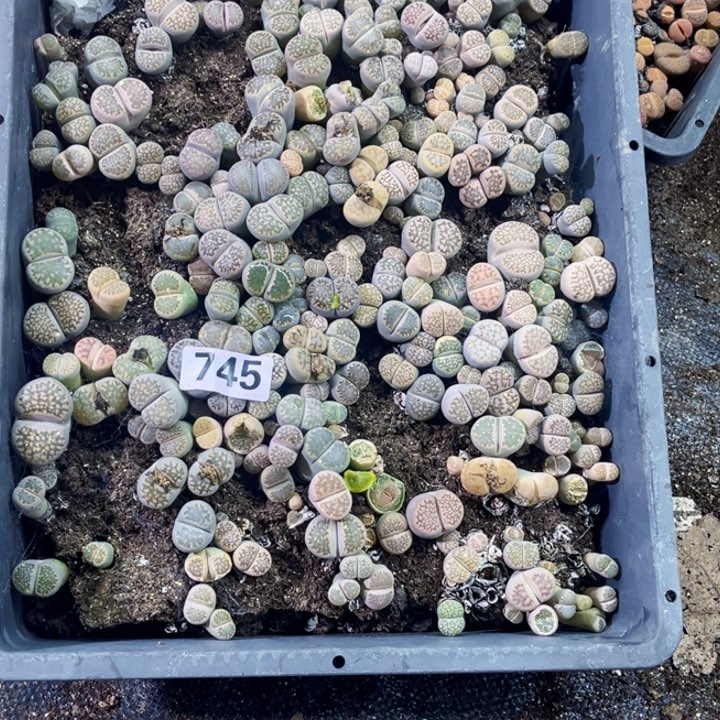 745 生石花一物一图带框