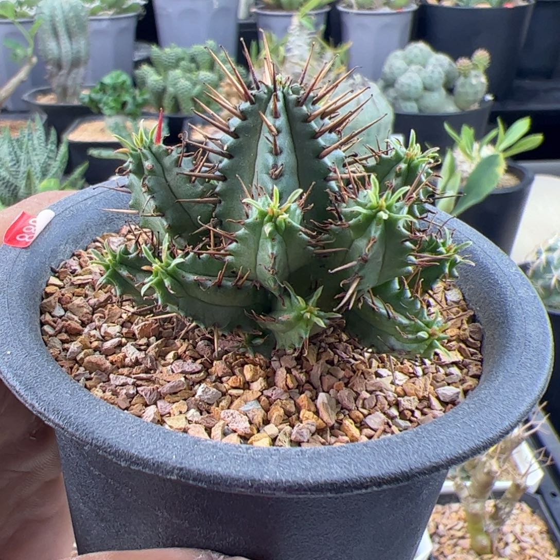 红刺麒麟大戟一物一拍脱土发