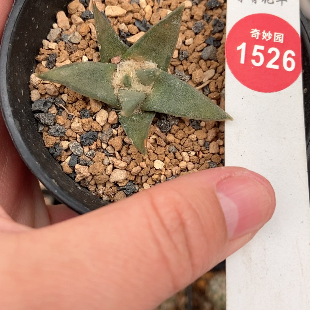 龙牙牡丹一颗仙人球