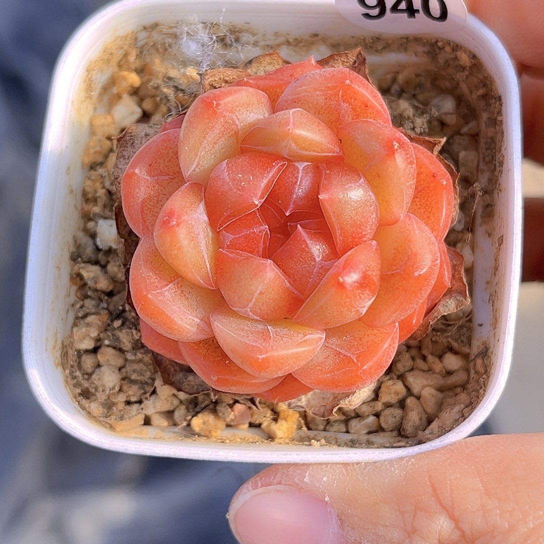 940 放漏 新品珍妮 满18包邮