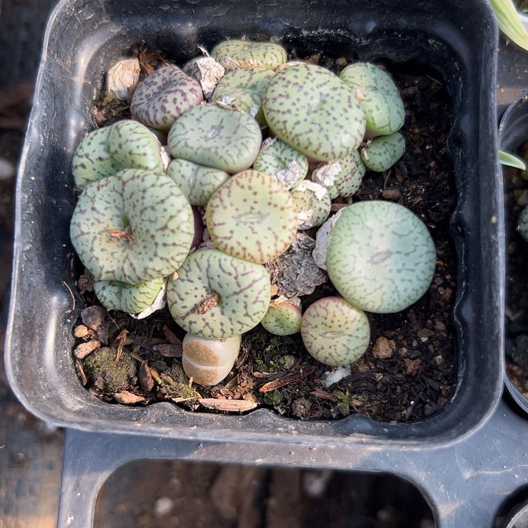 多肉植物多肉植物