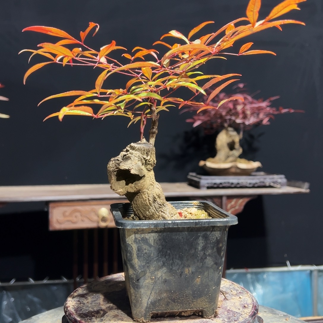 无花朵00000000000001