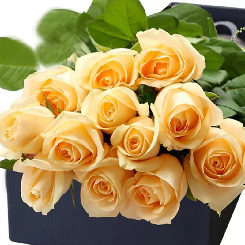 香槟玫瑰花蜜桃雪山云南直发直批基地昆明斗南花卉真花水养