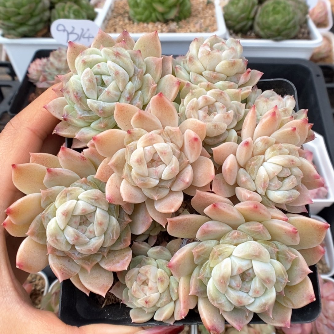 糖心冰魄群生947号。  