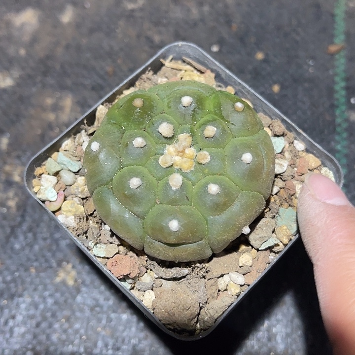 满38包邮，年后脱土晾根发货多肉龟甲兜