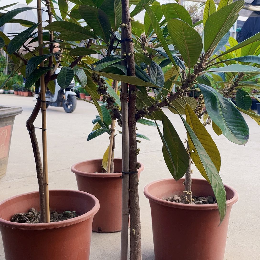 完全开放身***甲1111111111111