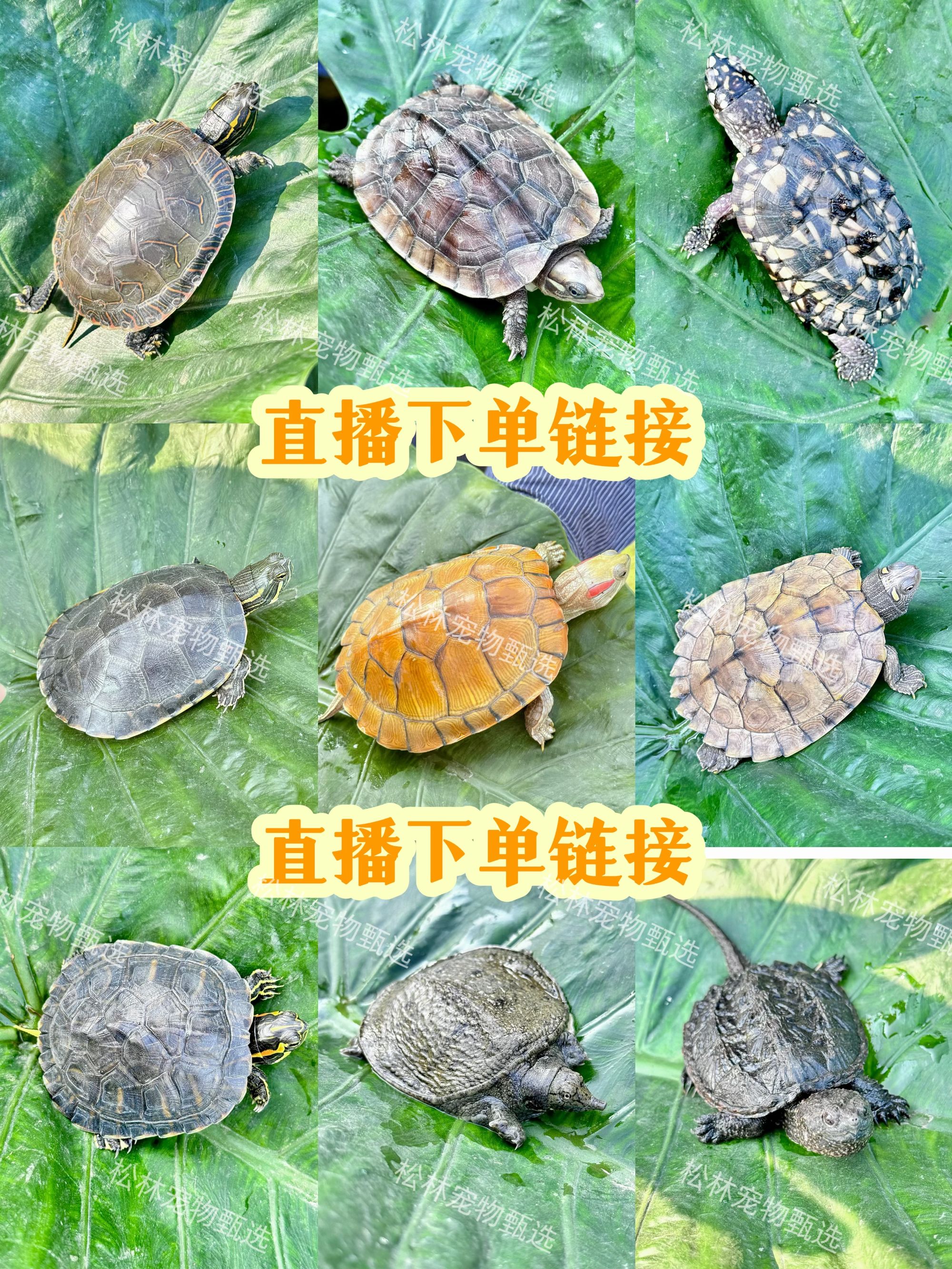 直播间—链接 直播选龟白巴东锦西锦火焰地图等多个活体乌龟品种