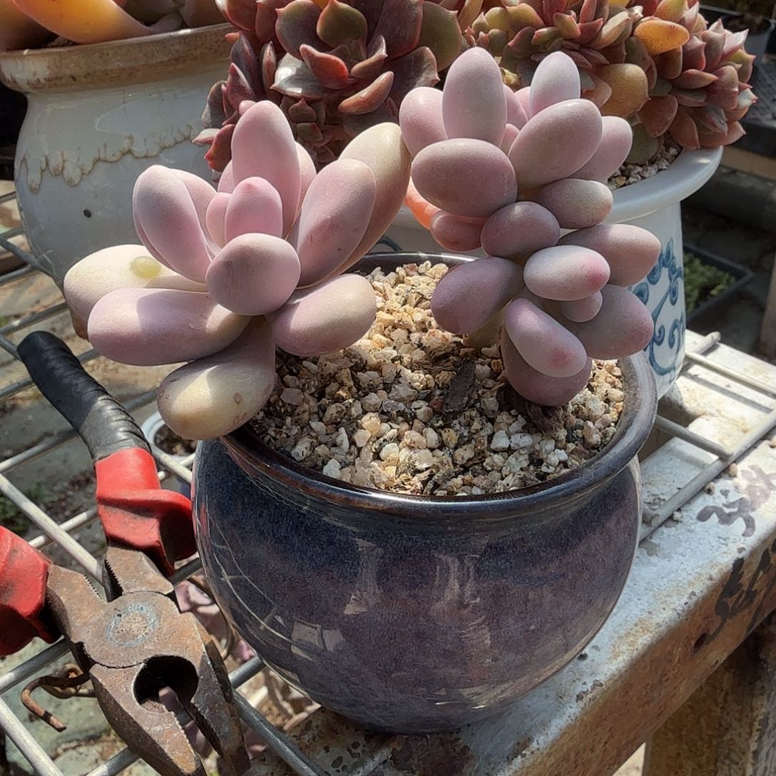 桃蛋带盆多肉植物