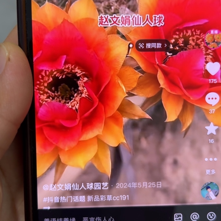 无花朵无根侧芽歪c' c' 191